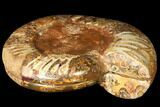 Cut & Polished Jurassic Ammonite - Madagascar #127253-1